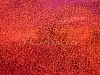 Самоклеящаяся пленка 016А LB 0,458м голография красная (20)