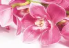 Фотообои Bellisimo Орхидея 1400х2000мм В-044