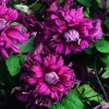 cl_clematis_purpurea_plena_elegans.jpg