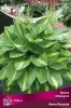 hosta_gibrid_anna_kulpa_kaper.jpg