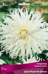Георгина бахромчатая Цуки Йори Но Шиша (белый, диаметр цветка 15см, 1шт, I)