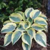 hosta_gibrid_otem_frost.jpg