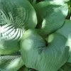 hosta_gibrid_blu_memmuf.jpg