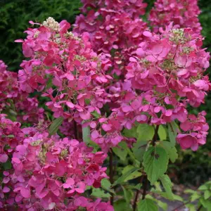 gorten_metel_diamond_ruj