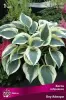 hosta_gibrid_blu_aivory_kaper.jpg