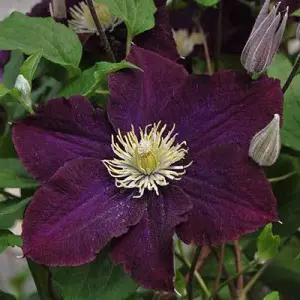 cl_clematis_warszawska_nike.jpg