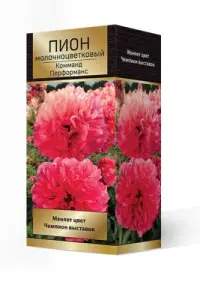 pion_moloch_kommand_performans_3D