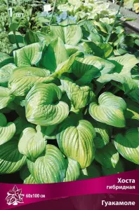 hosta_gibrid_guakamolle_kaper.jpg