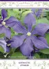 cl_clematis_durandii_kaper