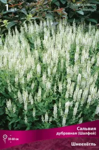 salvia_dubrav_shneehegl_kaper.jpg