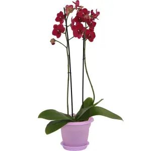Кашпо пл. для орхидеи 3,0л  (Татарстан)25