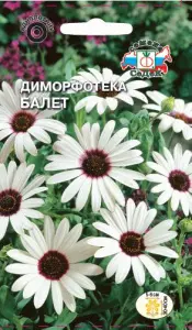 Диморфотека Балет (дождевая, белая) (Евро, 0,3; 3478) СеДеК