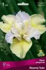 iris_sibir_yellow_tale_kaper.jpg