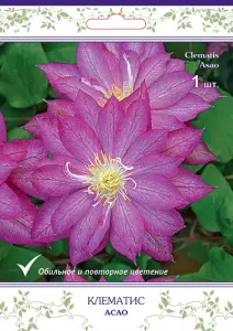 cl_clematis_asao_kaper.jpg
