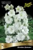 delphinium_visoky_delfis_diamant_kaper.jpg