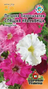 petuniya_spyashhaya_krasavicza_2.png
