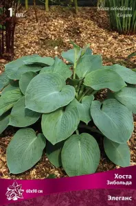 hosta_zibolda_elegance_kaper.jpg
