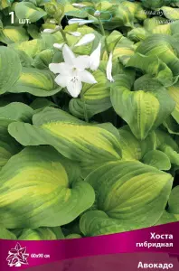 hosta_gibrid_avokado_kaper.jpg