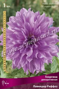 Георгина декоративная Лавендер Раффлз IК