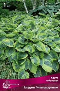 hosta_gibrid_tokudama_flav_kaper.jpg