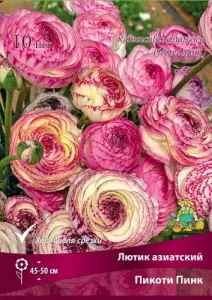 lutik_asia_picoti_pink_kaper