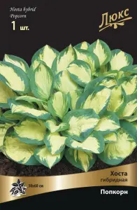 hosta_gibrid_popkorn_kaper.jpg