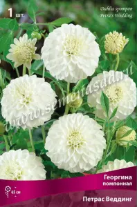 Георгина помпонная Петрас Веддинг (белый, диаметр цветка 10см, 1шт, I)
