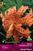 liliya_asia_mahrov_flore_pleno_kaper.jpg