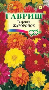 Георгина Жаворонок 0,3-0,5гр ГШцветы