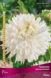 Георгина декоративная Киев IК