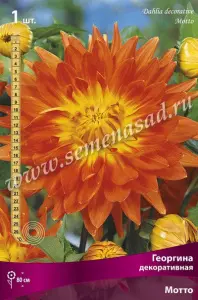 Георгина декоративная Мотто IК