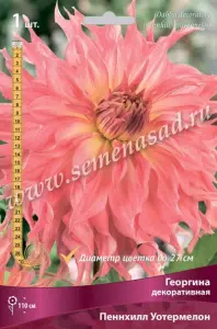 Георгина декоративная Пеннхилл Уотермелон IК