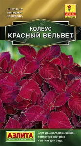Колеус Блюме Красный вельвет 10шт Аэлита цв.