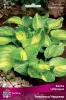 hosta_gibrid_emerald_charger_kaper.jpg