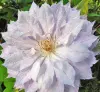 cl_clematis_jackmanii_alba.jpg