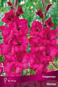 gladiolus-krupnotsvetkovyy-natan
