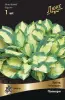 hosta_gibrid_popkorn_kaper.jpg
