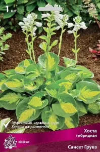 hosta_gibrid_sanset_gruvz_kaper.jpg