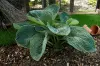 hosta_gibrid_leiksaid_meverik.jpg