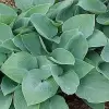hosta_zibolda_halcion.jpg