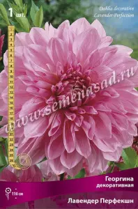 Георгина декоративная Лавендер Перфекшн (розово-лиловый, диаметр цветка 20см, 1шт, I)