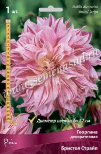 Георгина декоративная Бристол Страйп (розово-белый полосатый цветок с волнистыми лепестками, 1шт, I)