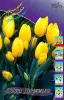 tyulpan_fets_domino__10_sht__v_up__tsena_za_1_sht____