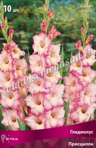 Гладиолус Присцилла 10-12К 10шт