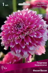 Георгина бахромчатая Фаззи Ваззи (ярко-розовый с белыми кончиками, 1шт, I)