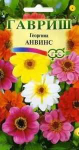 Георгина Анвинс смесь 0,3-0,5гр ГШцветы