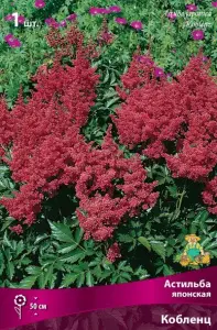 astilba_japan_koblenc_kaper.jpg