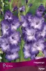 gladiolus_kuki_kaper