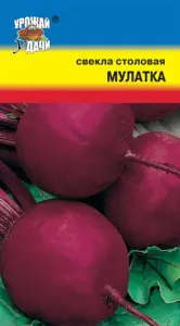Свекла Мулатка Урожай удачи