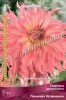 Георгина декоративная Пеннхилл Уотермелон IК